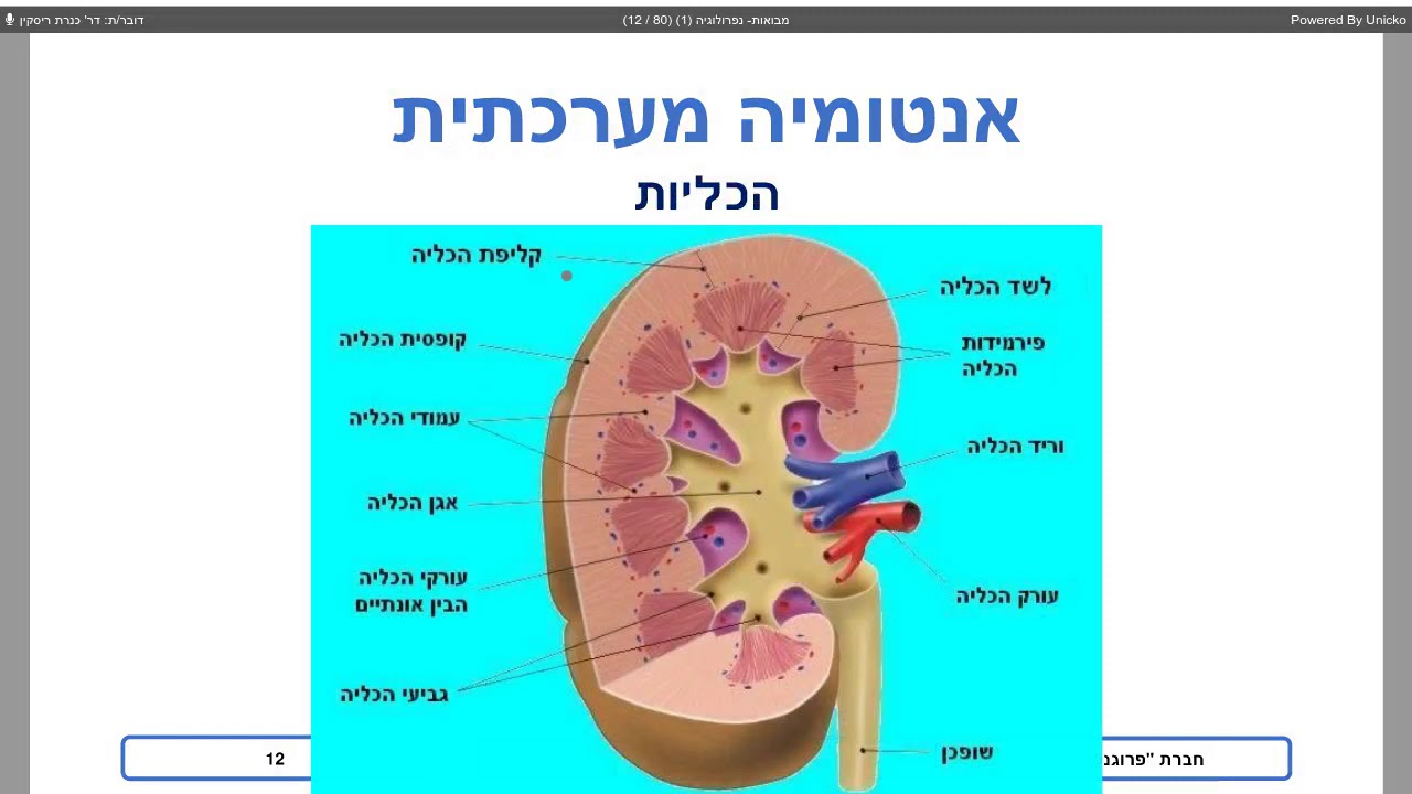 פרוגנוזה מבואות אנטומיה ופיזיולוגיה של המערכת הנפרולוגית סיעוד
