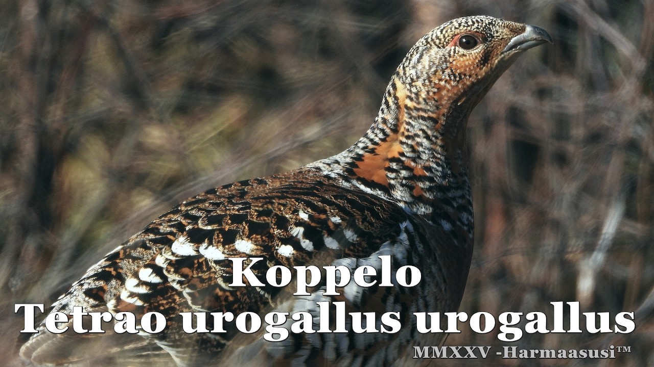 Koppelo - Tetrao urogallus urogallus