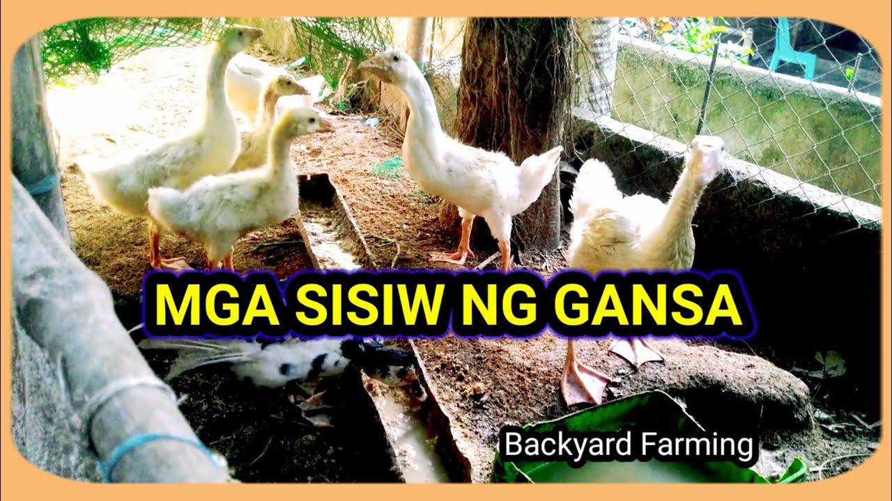 MALALAKI NA MGA SISIW NG AKING GANSA