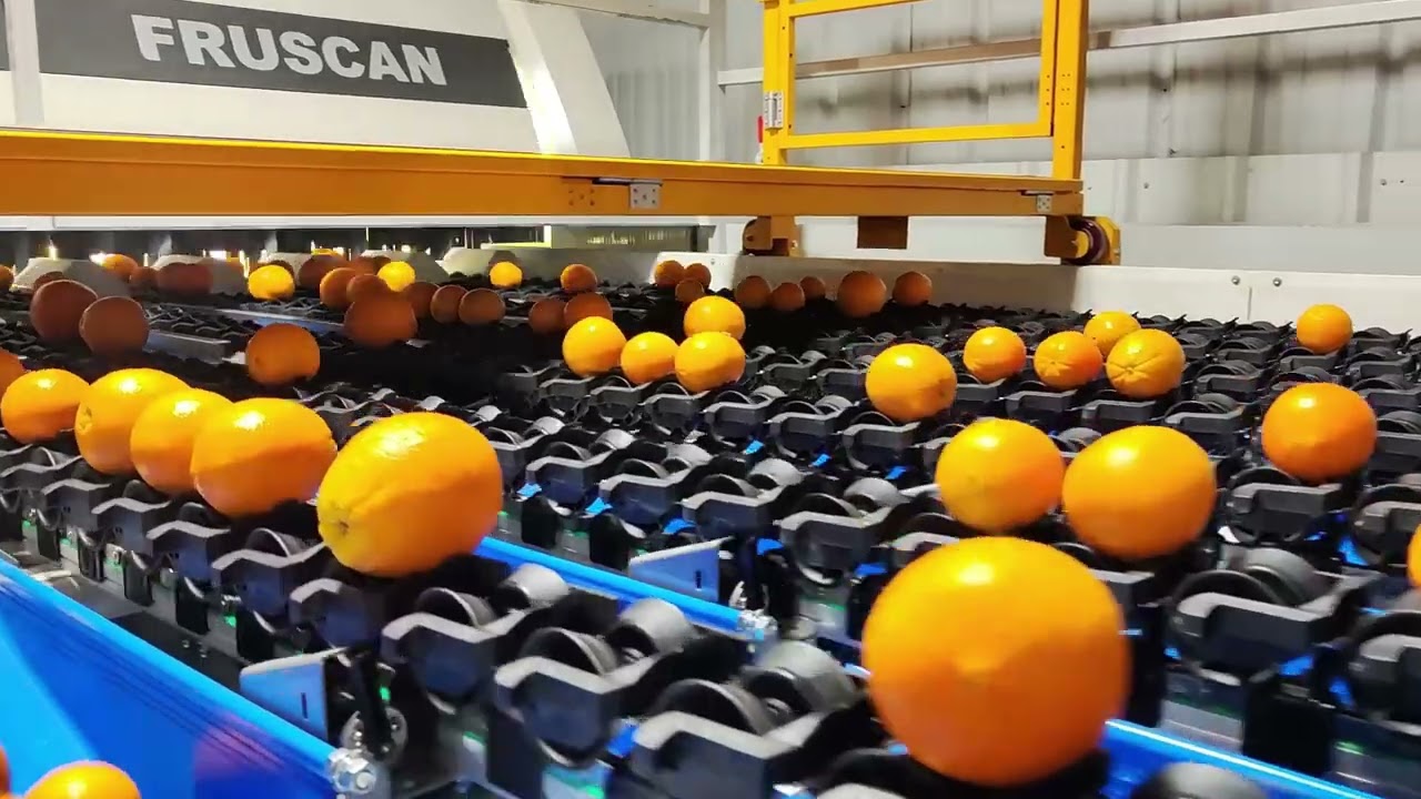 Automatic Fruit Sorting and Grading Machine