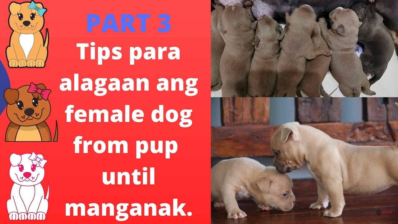 PART 3 Paano alagaan ang female dog from pup until manganak?