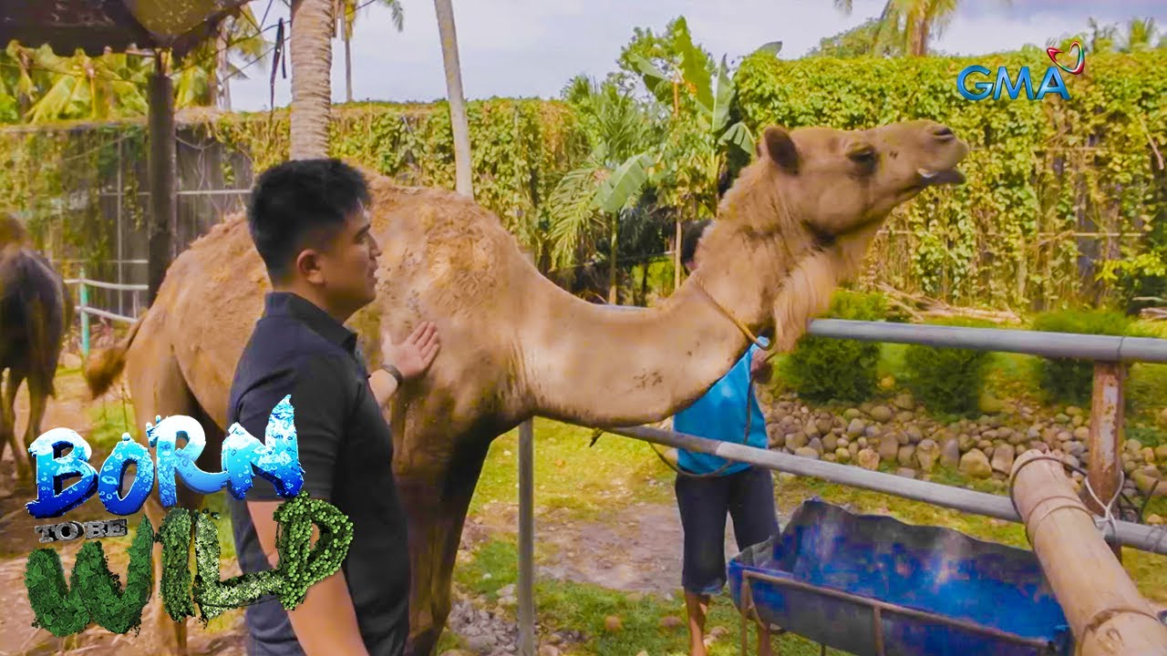 Examining the camels in Negros Oriental | Born to be Wild