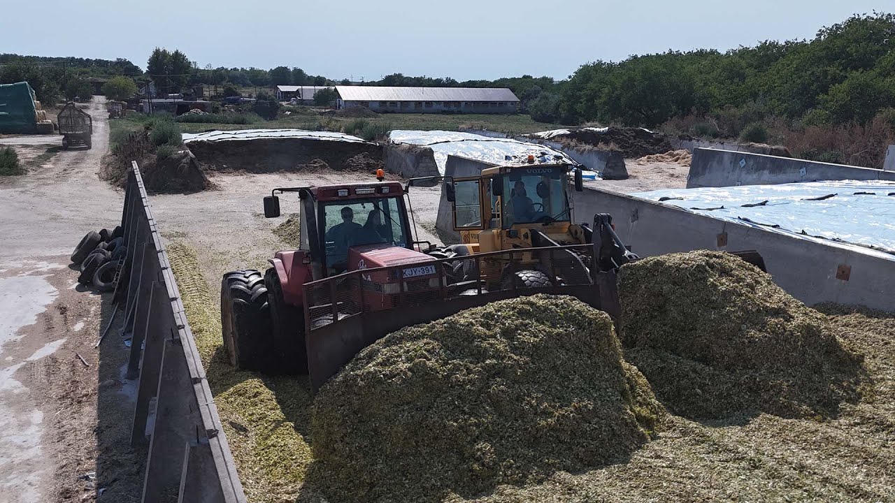 Kukorica silózás 100% Tej Kft.-Claas Jaguar 930,Case IH MAGNUM 7230, 7240, MX135,John Deere 7810,MTZ