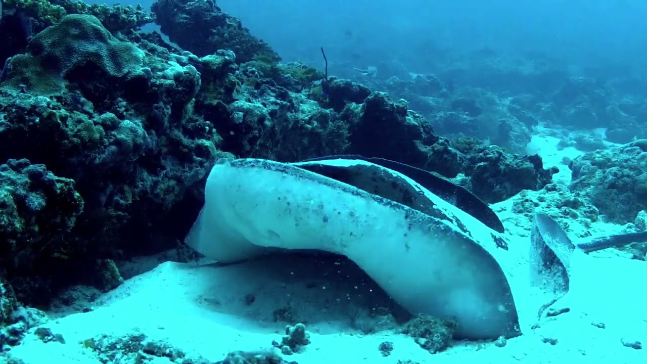 Stingray, Dhiggiri Maldives