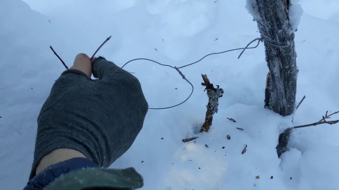 Setting Rabbit Snares in Alaska