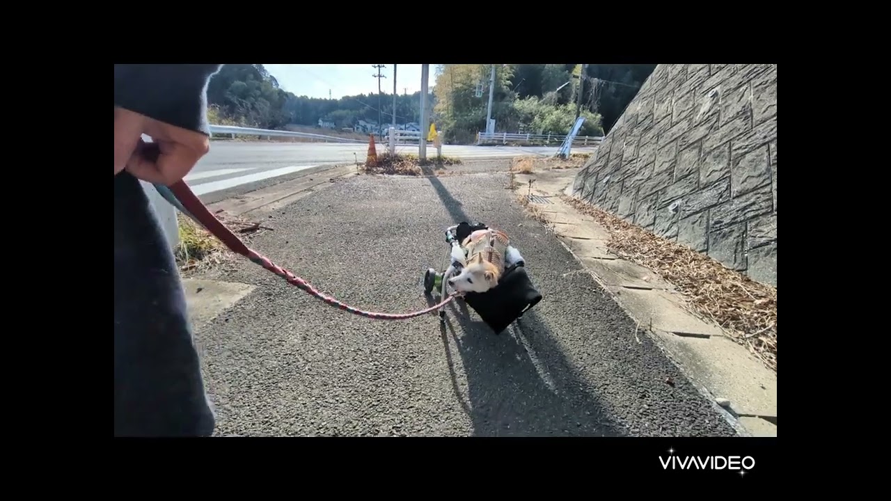 柴犬イチ子　頑張る散歩　2026年2月12日