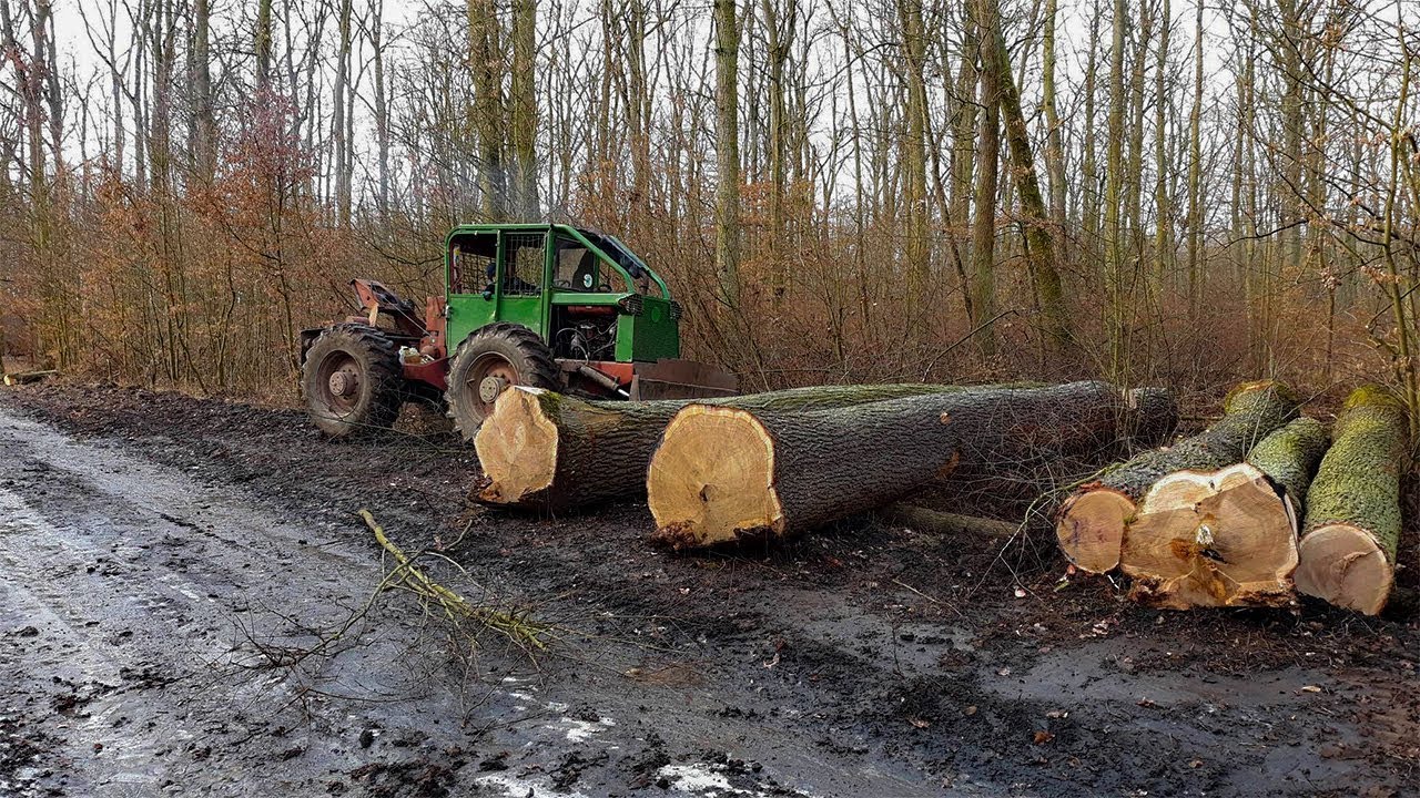 LKT 80 MA CIĘŻKO?!|Ścinka i Zrywka Ponad 100 Letnich Dębów|Stihl MS 461| Ferie 2019