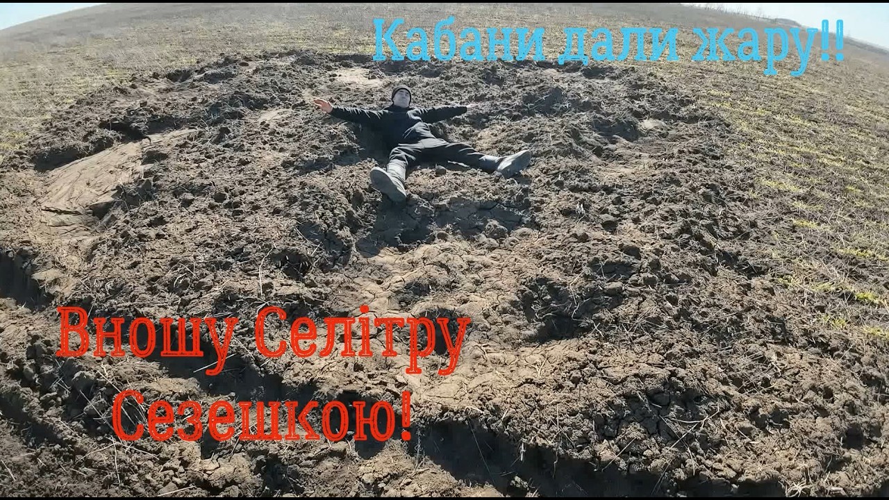 Вносимо 110 кг селiтри Сезешкою! Дикi Кабани переривають поле!