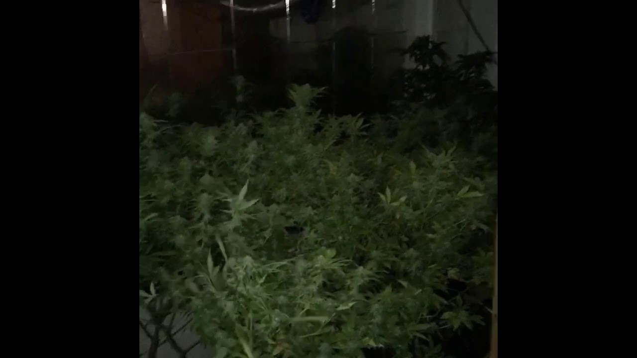 Octopots in week 4 of flower in purple punch 🥊 peanut 🥜 butter breath & Sluricane 🔥
