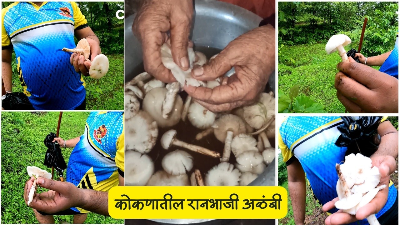 Marathi Village Vlog | Kokan Vlog | कोकणातील रानभाजी अळंबी | Mushroom | Alambi | Kokanatil Ranbhaji