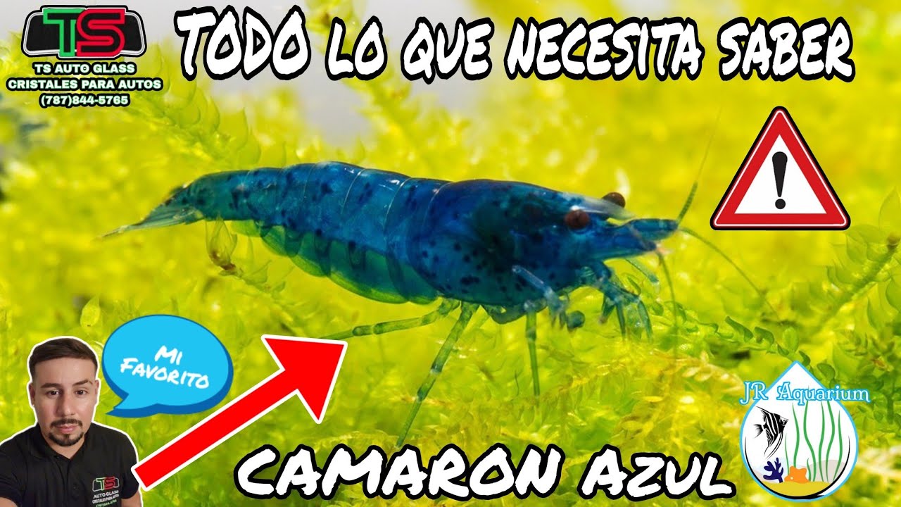 Camaron Azul reproducion, Alimentacion y todo lo que debe saber sobre su cuidado! #bluedreamshrimp 💙