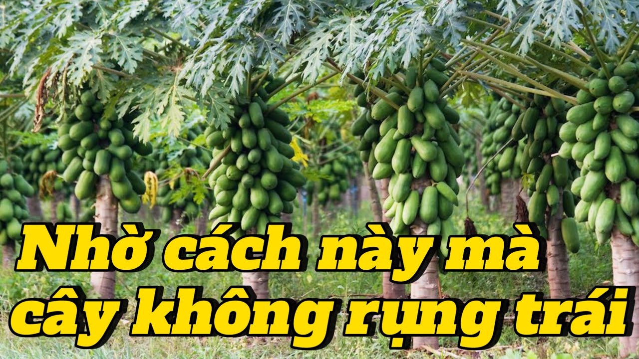 EP 186 : Mẹo giúp cây không rụng trái , bí quyết giúp cây đu đủ 1 tháng trái quằn cây.