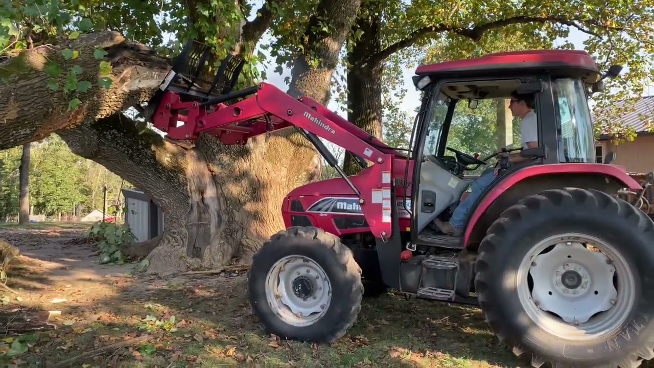 Grand Champion tree is falling!