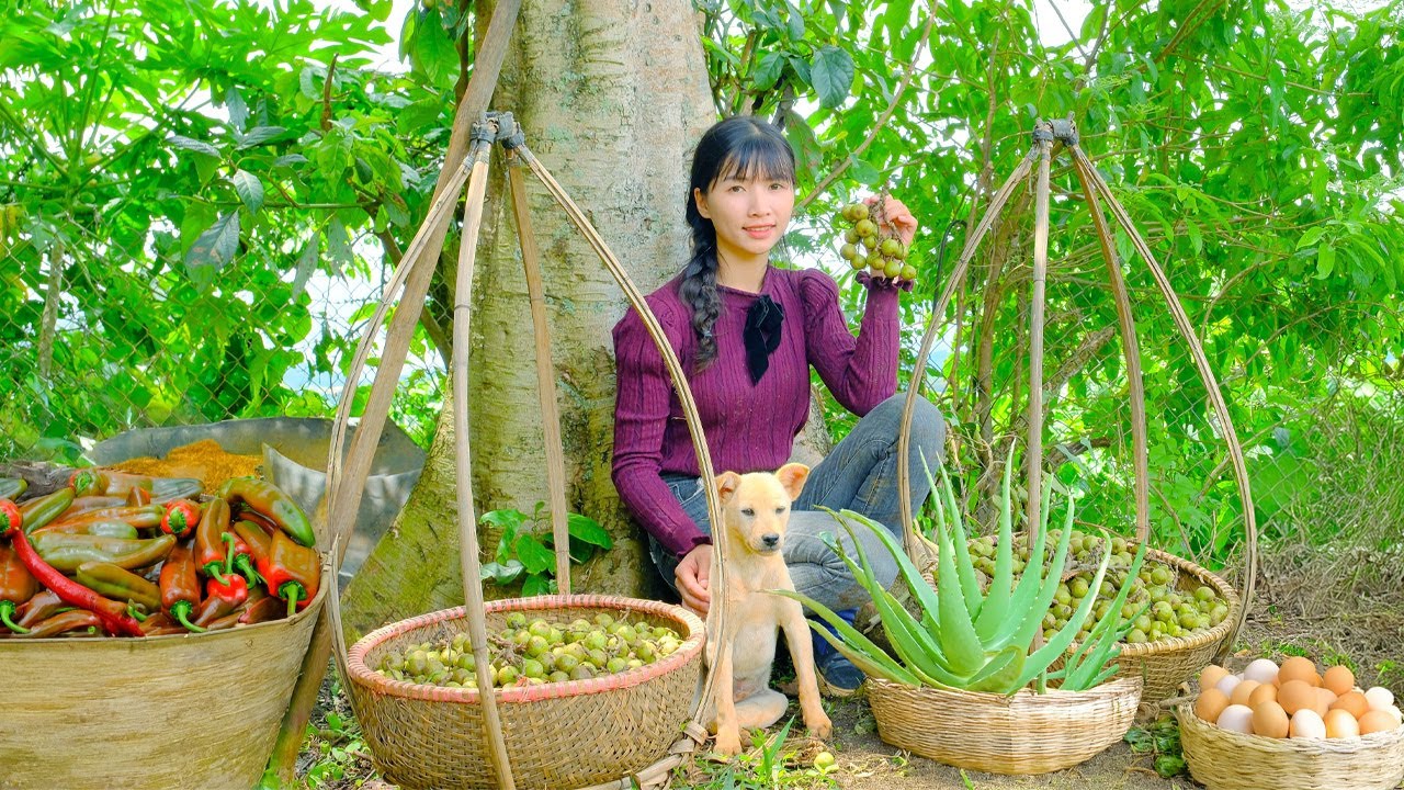 Harvest And Cook: Chocolate Pepper, Aloe Vera, Fig, Egg, Goes To Market Sell, Garden| Daily Life