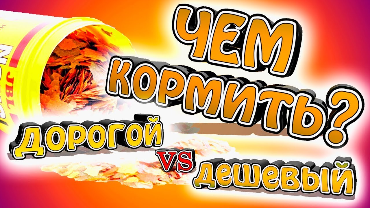 Битва аквариумных кормов: дорогой vs дешевый.