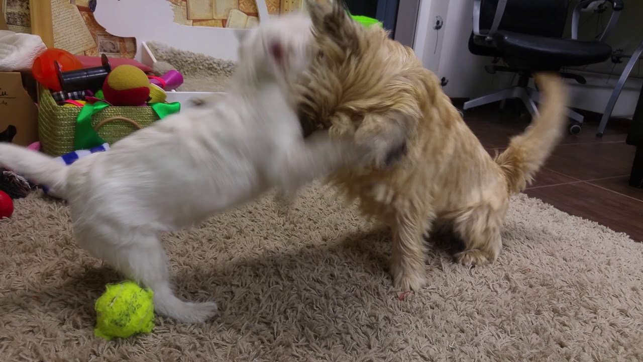 Westie puppy and adult cairn playing fight. funny animal video