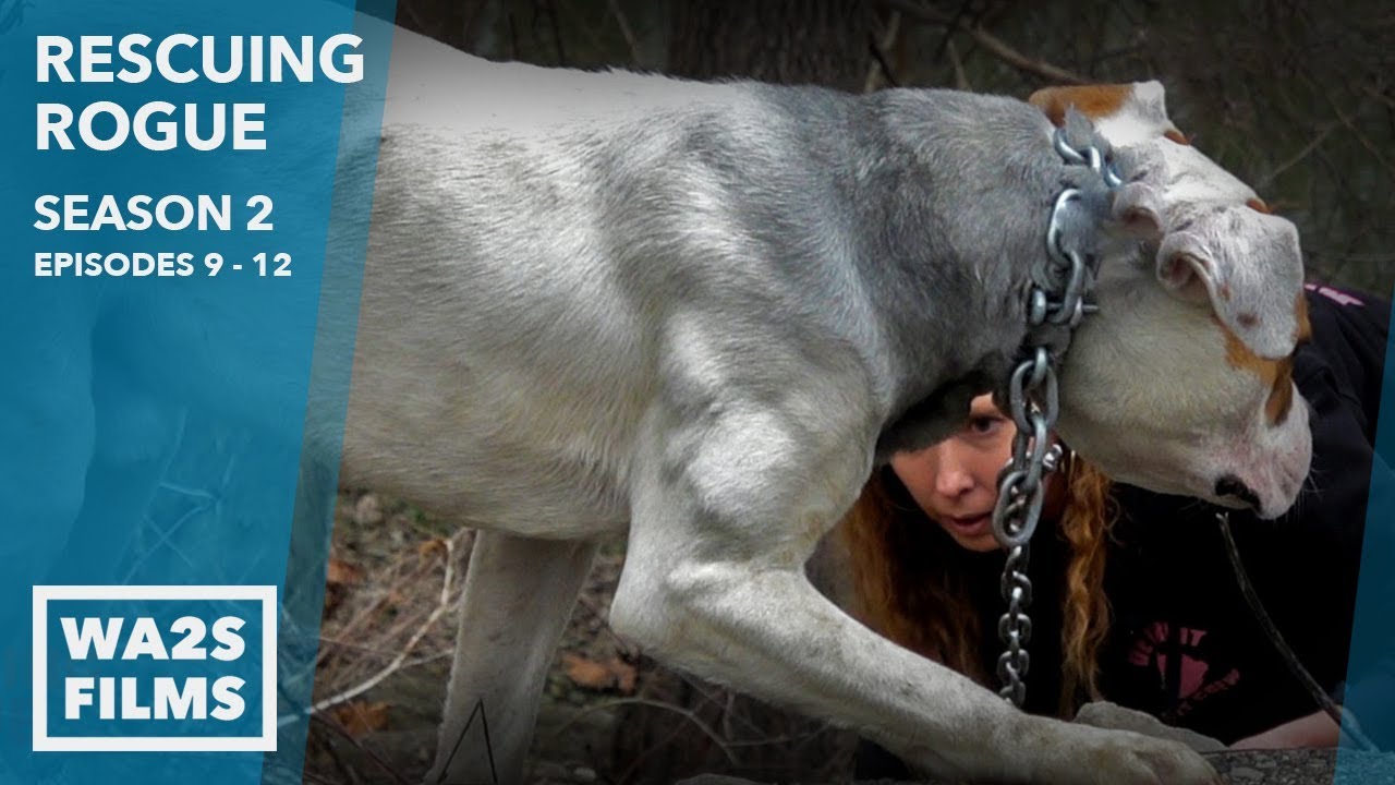 Stray Dogs Acting Strange Saved! Rescuing Rogue Season 2 Episode 6 to 8 - Hope For Dogs Like My DoDo