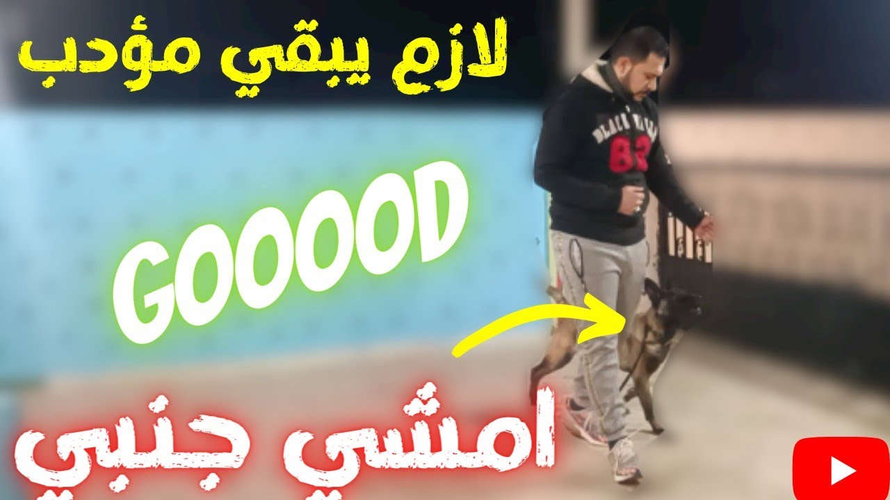 تدريب الكلب علي المشي جنبك ويكون مؤدب في الشارع