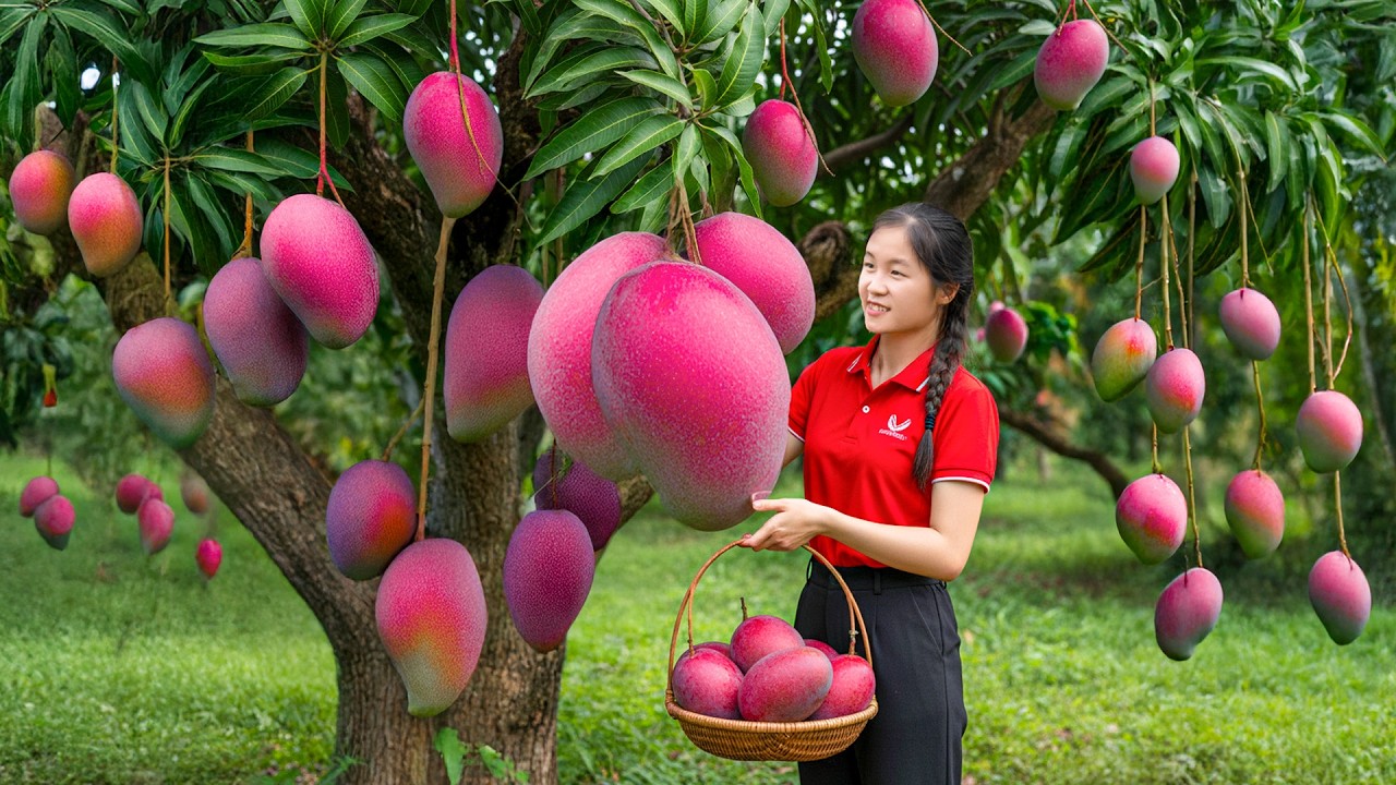 FULL VIDEO -- 366 Days Harvesting 1000+ Giant Red Mango and goes to the market sell - Elli Life