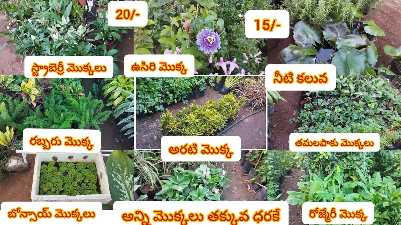 రూ.15 నుంచి మొక్కలు|అన్ని మొక్కలు ఇక్కడ అందుబాటులో ఉన్నాయి|స్ట్రాబెర్రీ|బోన్సాయ్|Cheapest Nursery
