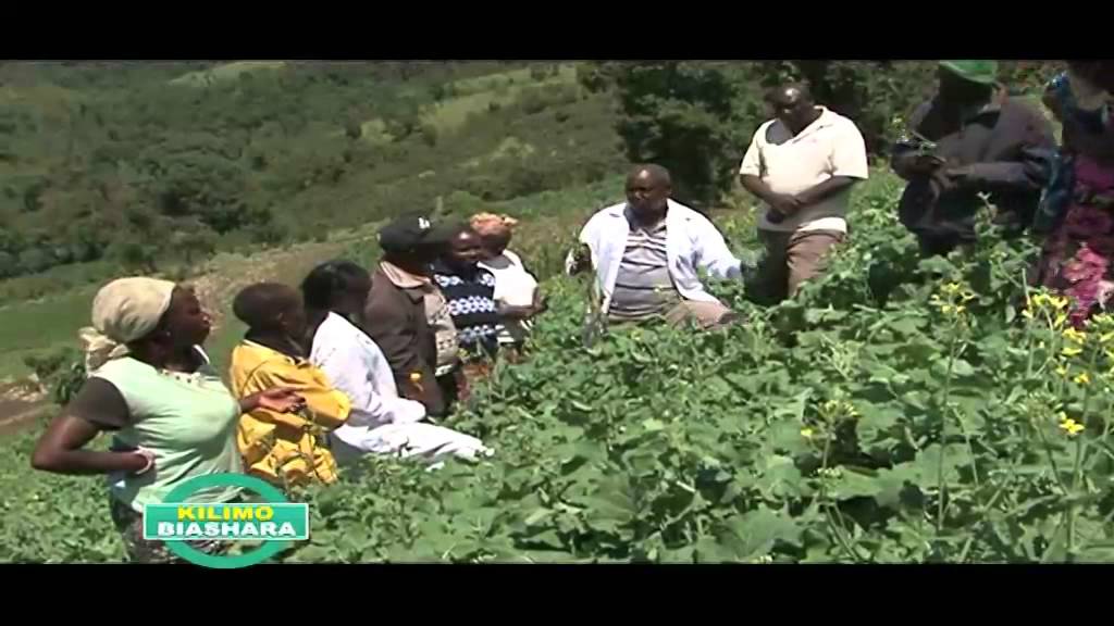 Canola Crop Farming in Kenya