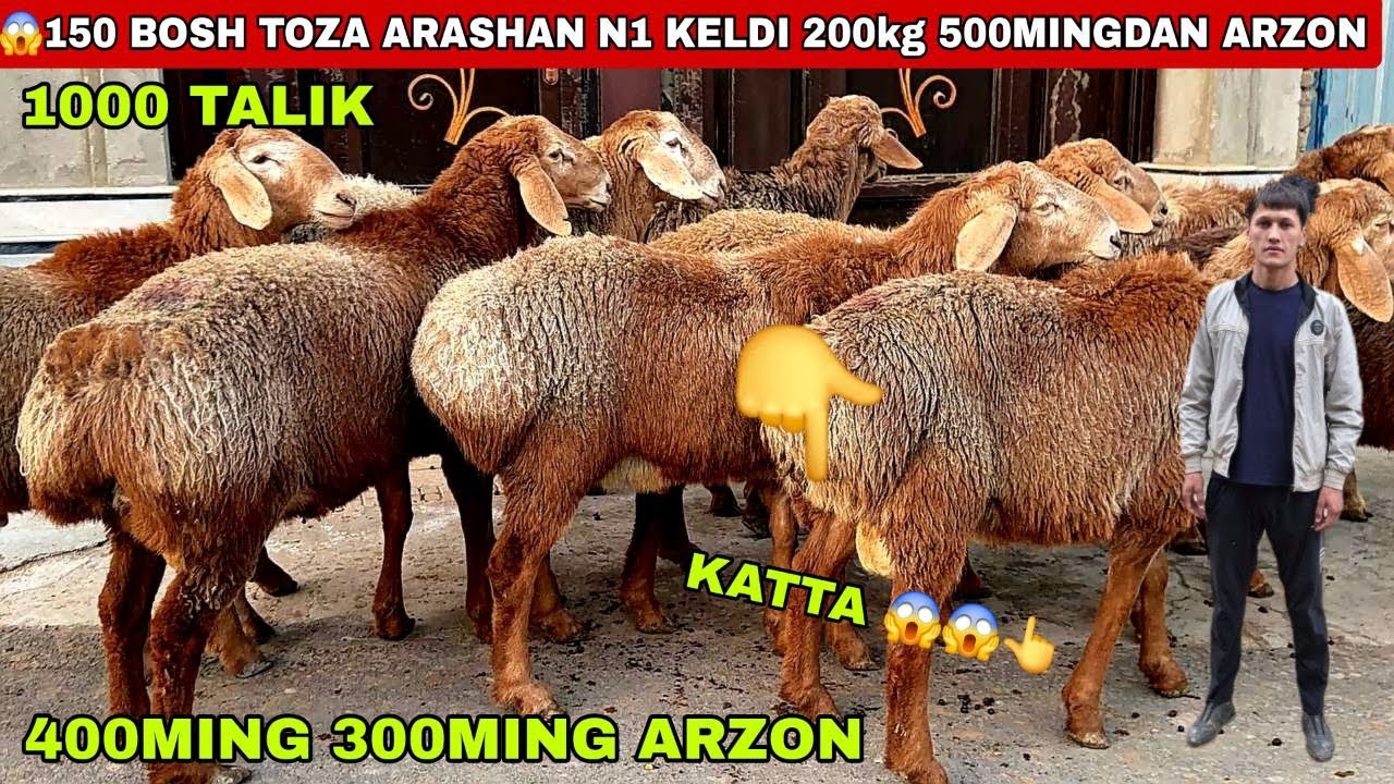 🔥150 bosh toza arashan avg’on keldi 500ming 400ming arzon 200kg Daxshat bunaqasi xali kelmagan