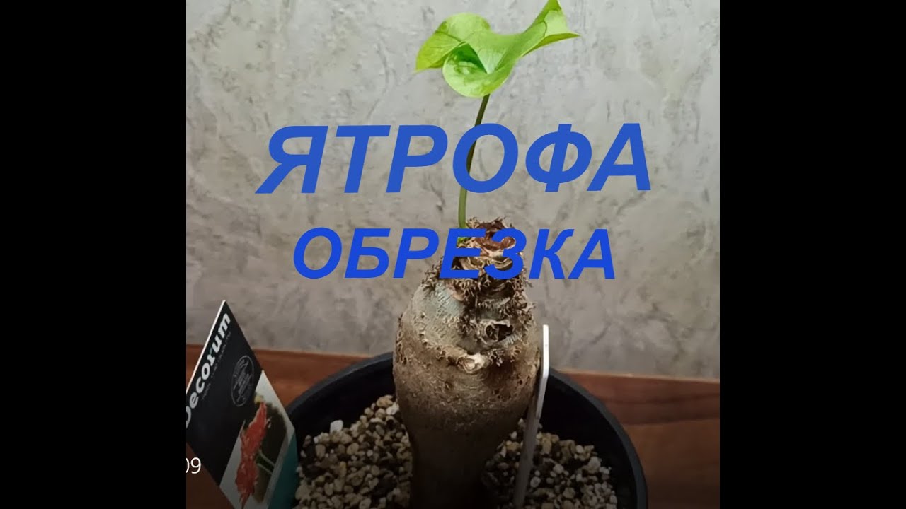 Ятрофа Подагрика Обрезка.