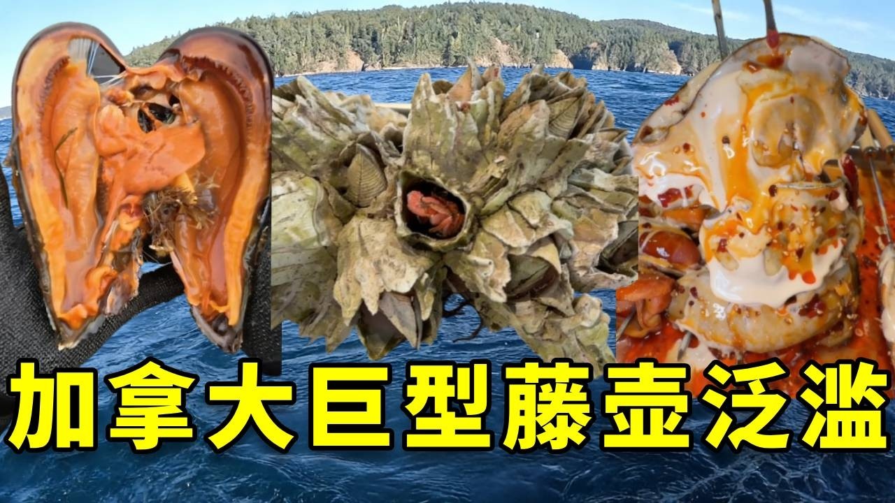 听说在加拿大巨型藤壶泛滥成灾，我带女友火速赶往，品尝全世界最鲜的食材，没想到收货满满  #大豪夫妇 #fishing #大魚 #戶外 #加拿大 #藤壶