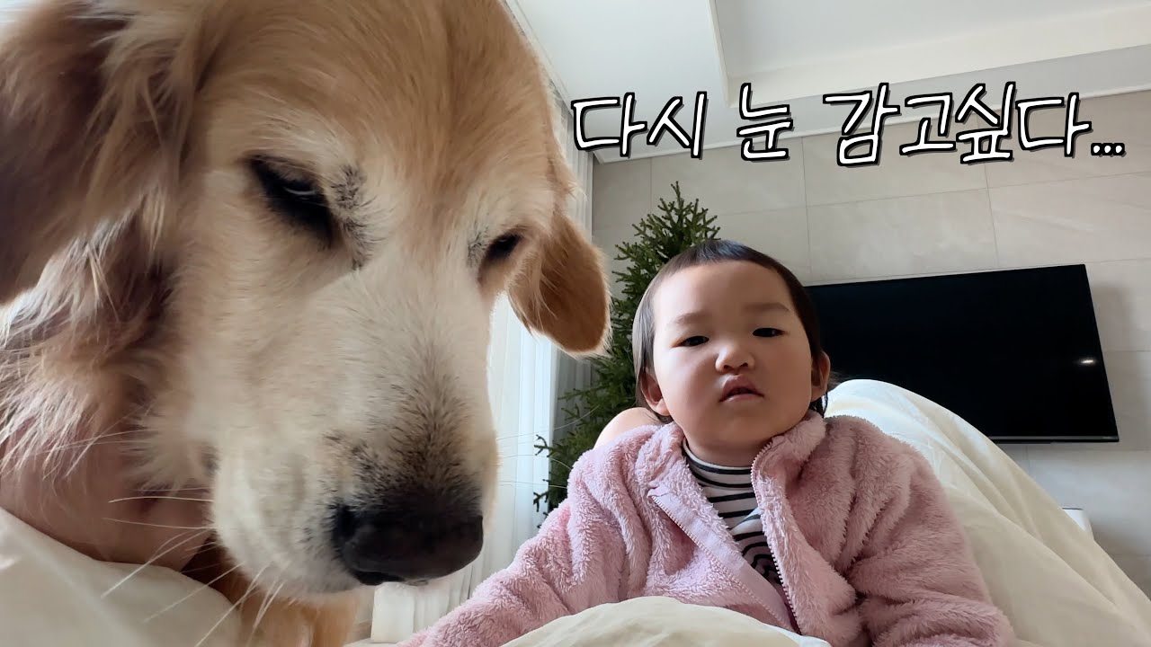 매일 아침 대형견과 아기 키우는 집에서 눈 뜨기 두려운 이유