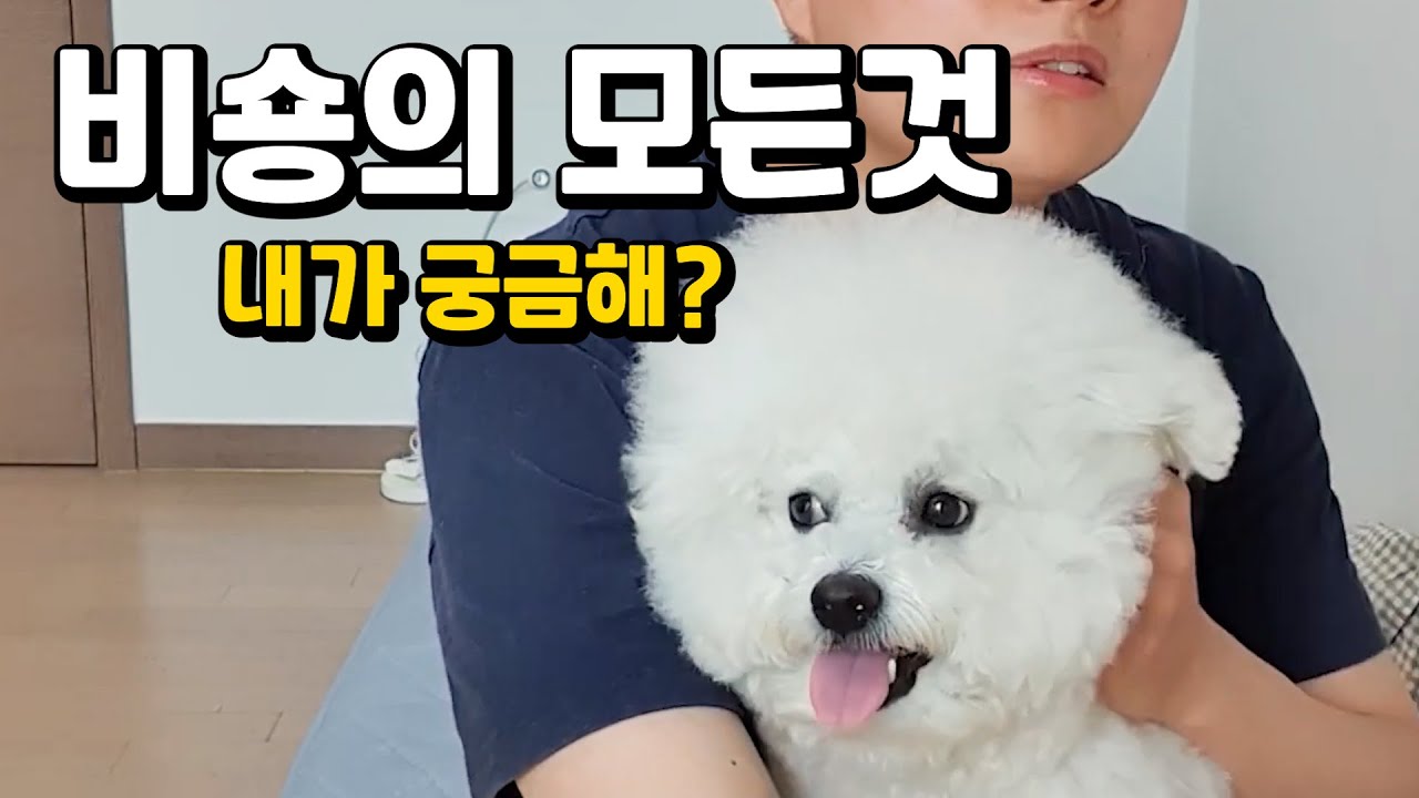 비숑프리제 궁금해? 비숑견주가 알려드립니다.