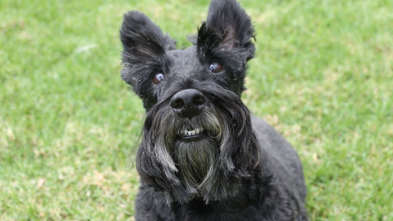 Scottish Terriers, known for their distinctive appearance and spirited
