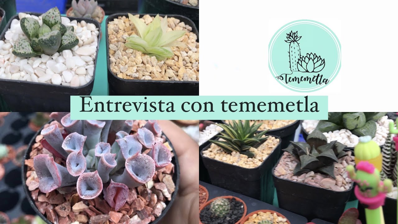 Suculentas, entrevista con Tememetla
