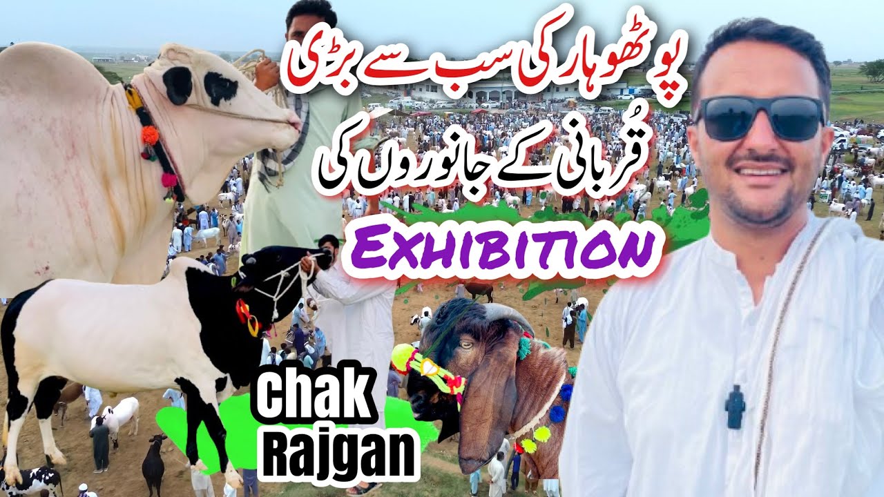Pothwar Biggest Cattle Exhibition Chak Rajgan | Gujar khan | Explore Potohar
