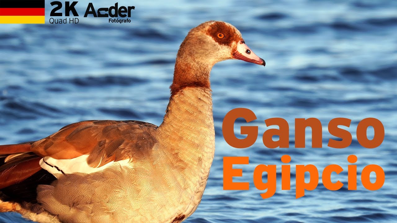 🦢 Ganso del Nilo y sus Adorables Cr&iacute;as 🐣 | Aves Silvestres