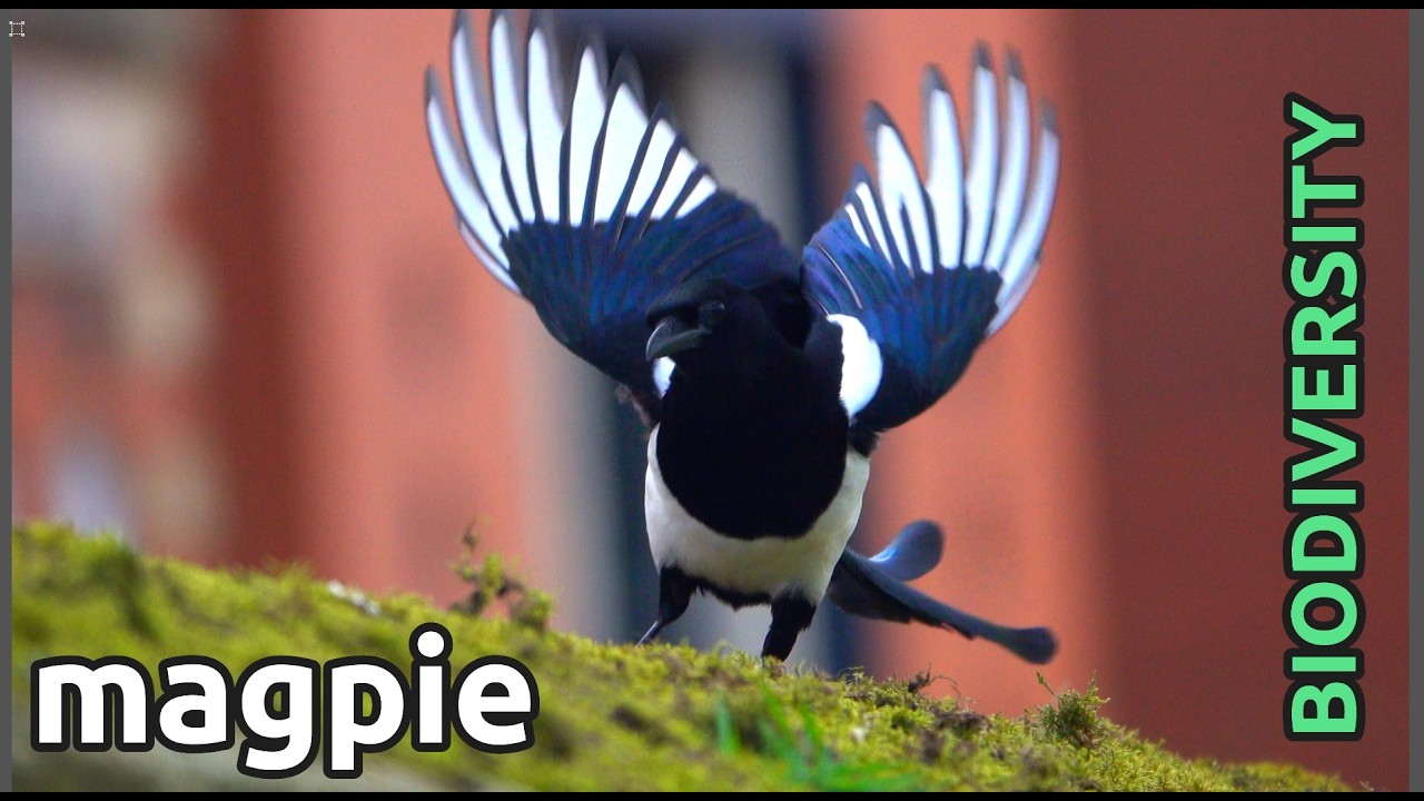 Magpie (Pica Pica) Searching in Moss and Throwing Bits Away 🐦