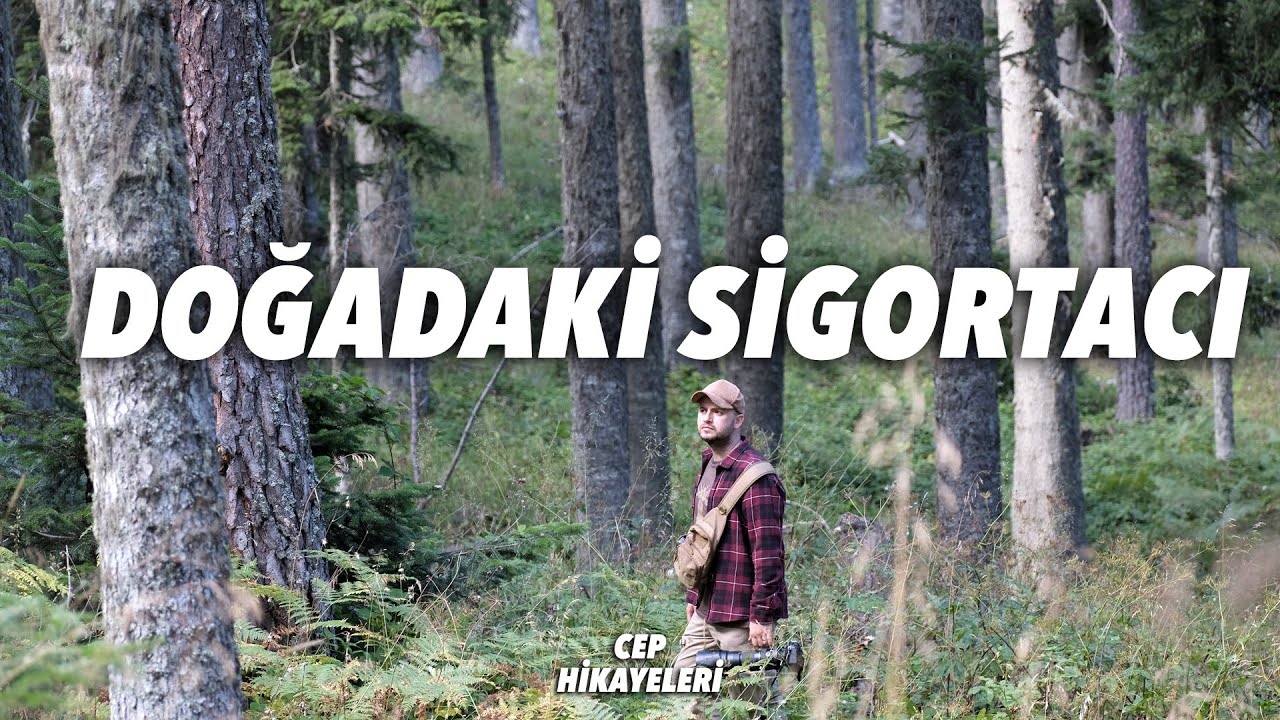 Doğadaki Sigortacı / Cep Hikayeleri No:190