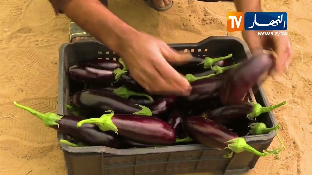 خنشلة: صحراء النمامشة  .. من أرض جرداء قاحلة إلى سلة غذائية تحقق الأمن الغذائي