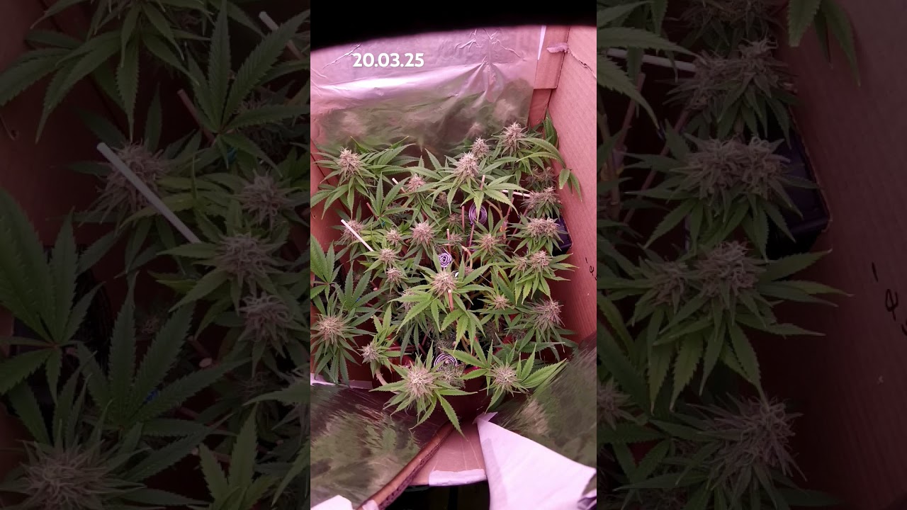 🔥 Buds on Fire &ndash; GSC Update! 🔥#cannabisdaily #diy