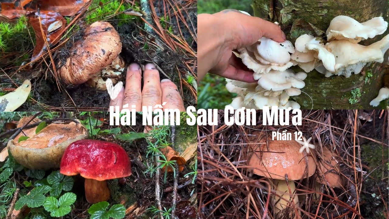 Gặp T&ugrave;ng Nhung 40 Triệu/KG & Cả Biển Nấm Mồng G&agrave; 🌧️ | H&aacute;i Nấm Sau Cơn Mưa Phần 12 #mushroom