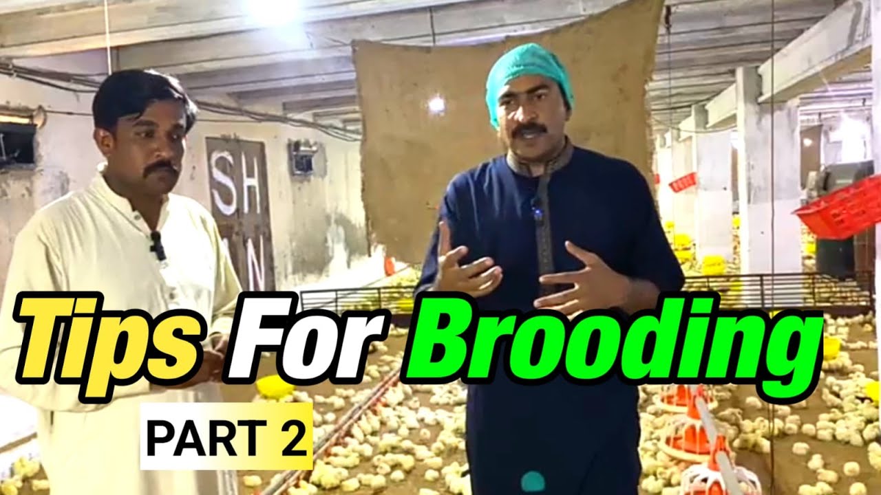 Chicks Brooding  P2| Brooding Tips |ব্রয়লার ব্রুডিং |ब्रोइलर ब्रूडिंग | FAWLT Formula in brooding