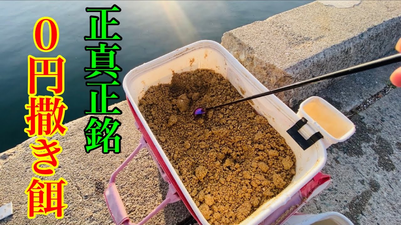 【姫路 チヌ】正真正銘0円撒き餌でチヌを狙う
