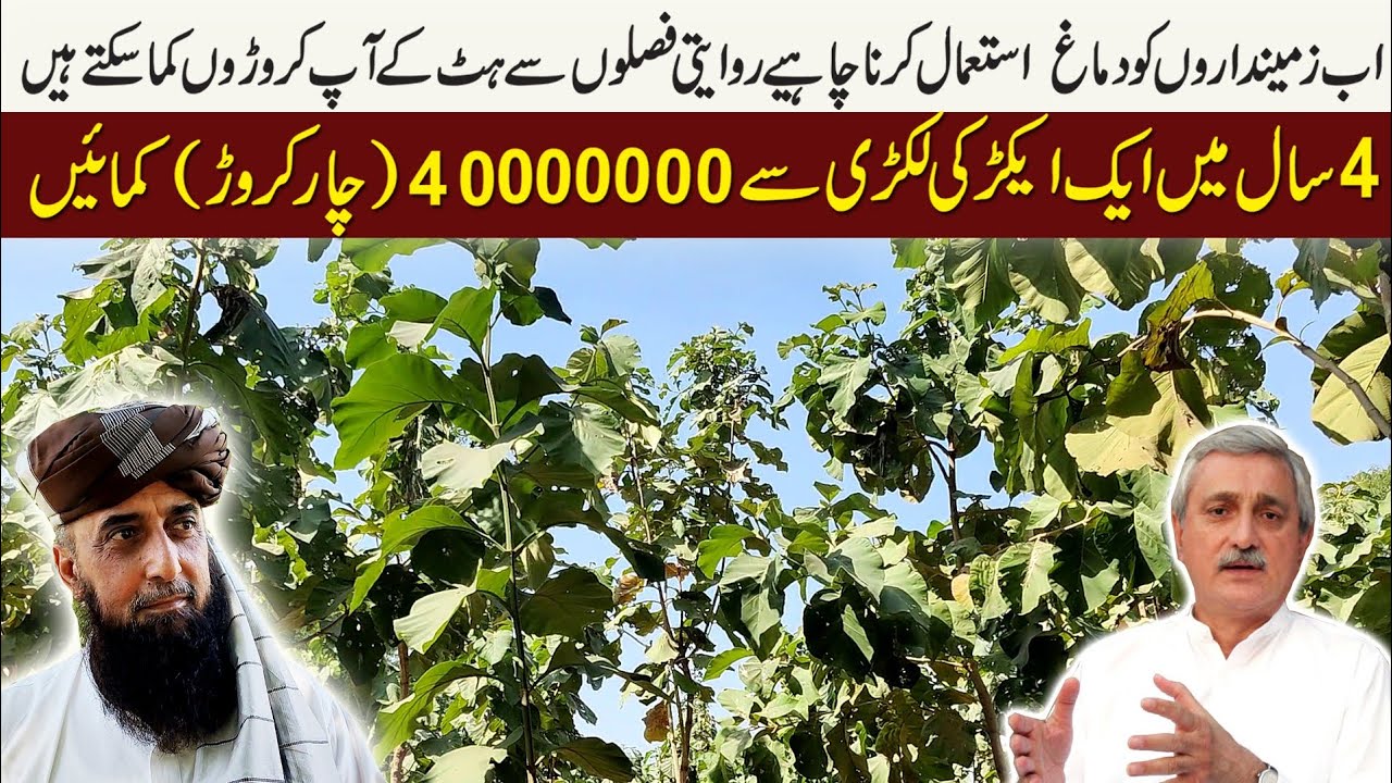sagwan tree farming in Pakistan | tree farming in Pakistan | who to grow trees in Pakistan | sagwan