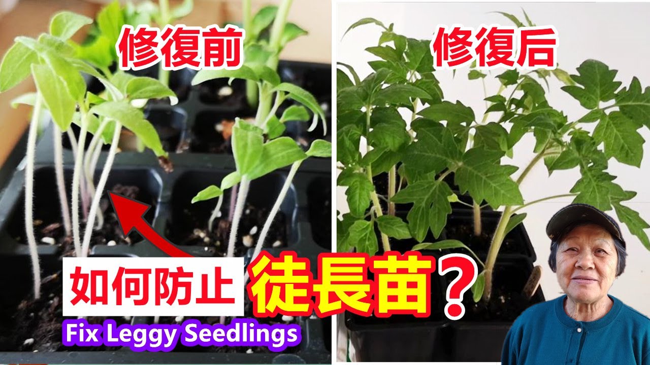 幼苗又長又細，如何修復？怎樣防止幼苗徒長？ How to prevent elongation of seedlings? Fix Leggy Seedlings\Mars Hydro