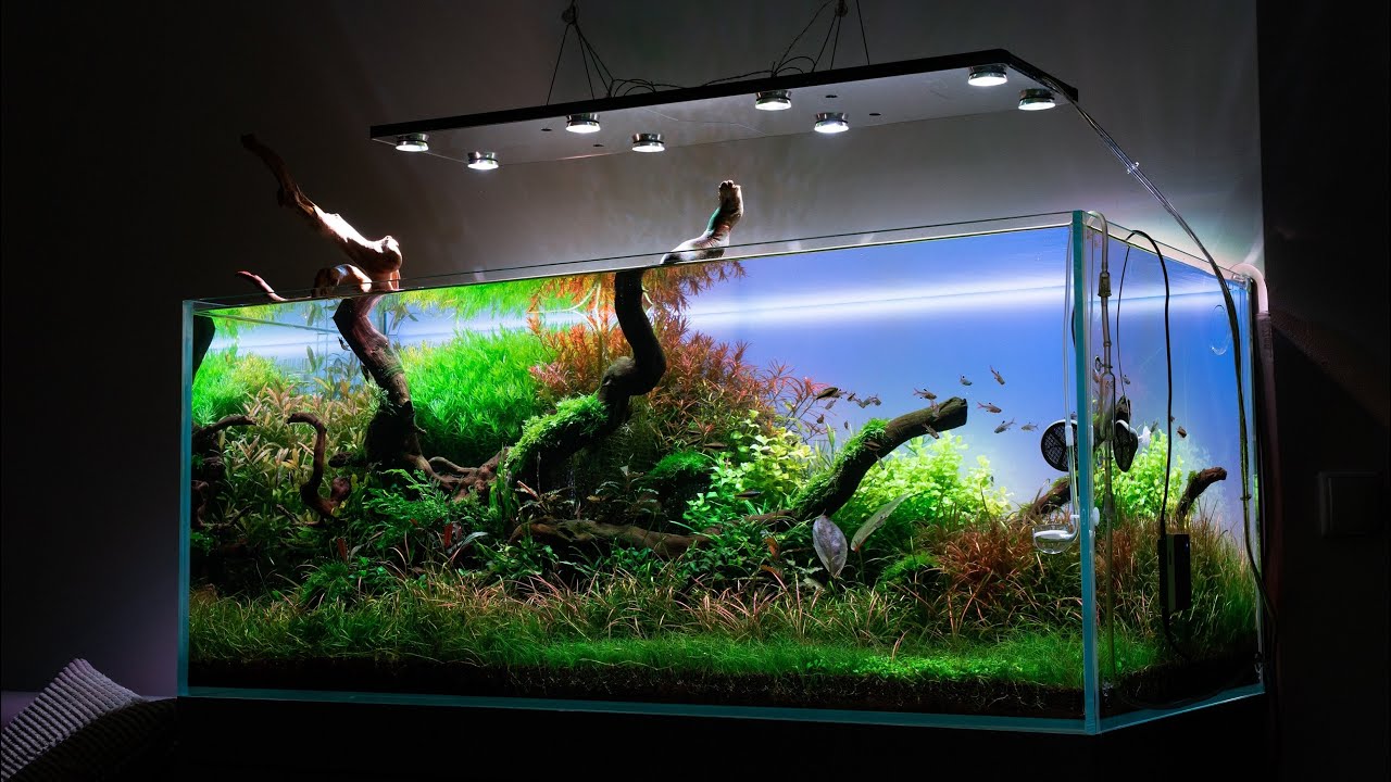 PODŚWIETL SWOJE AKWARIUM - LIGHTGROUND RGB