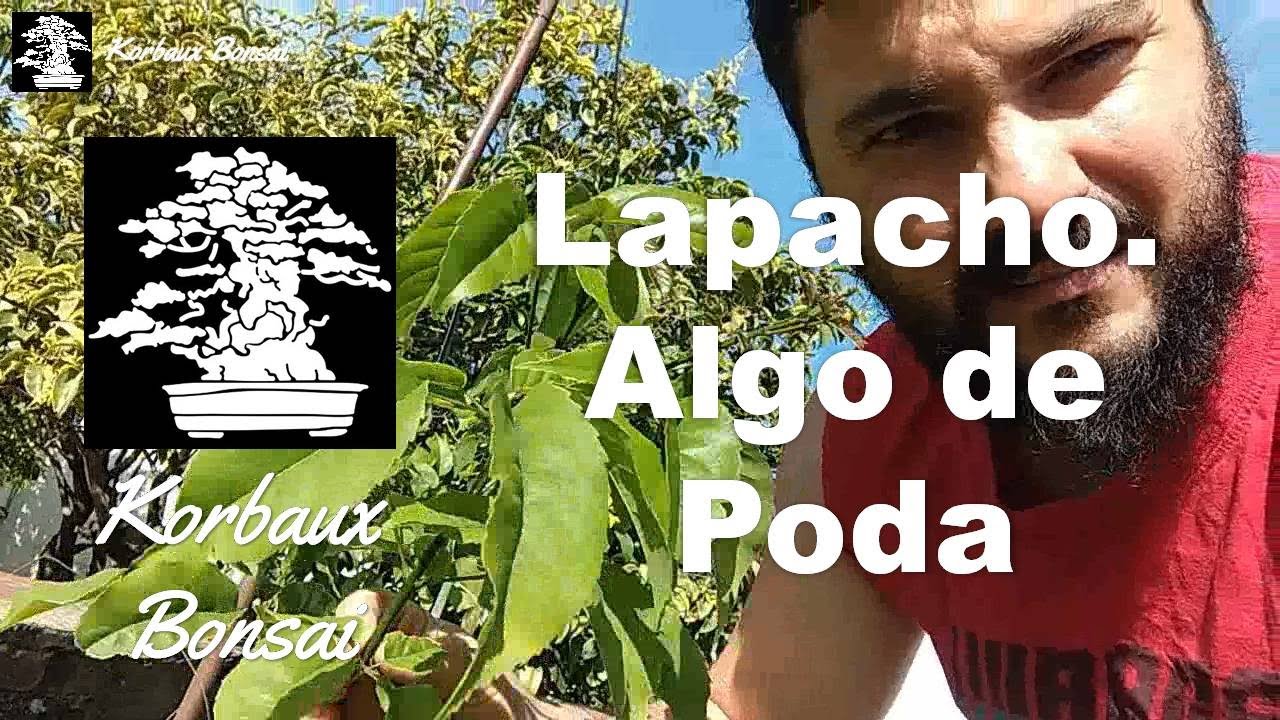 LN T2E14 Lapacho. Algo de Poda