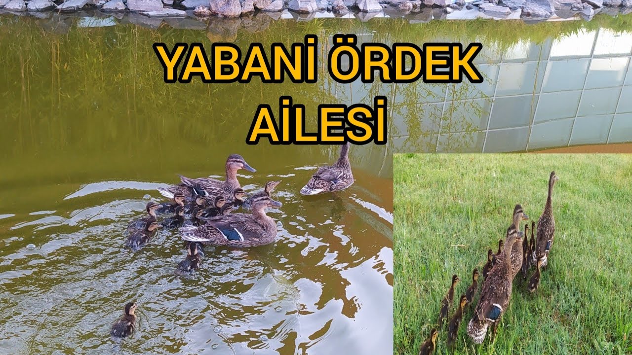 YABANİ ÖRDEK AİLESİ/ÖRDEK YUMURTASI BULDUM.