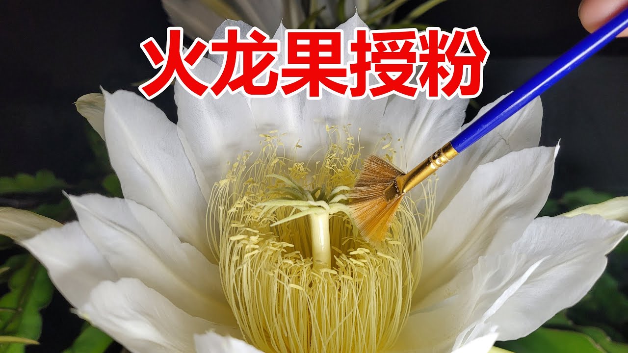 【拈花惹草的杨博士】火龙果需要人工授粉吗/如何给火龙果授粉/火龙果为什么不开花和结果/火龙果花苞脱落/火龙果的种植及养护/ Dragon Fruit hand Pollination