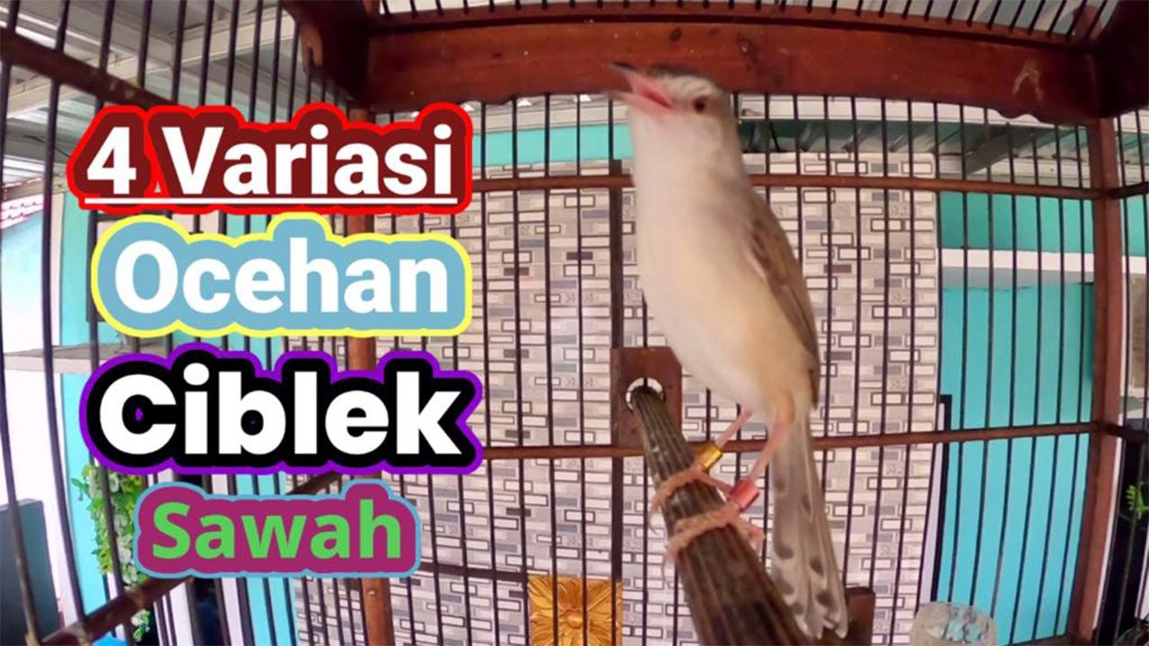 Ocehan Ciblek Sawah Empat Variasi