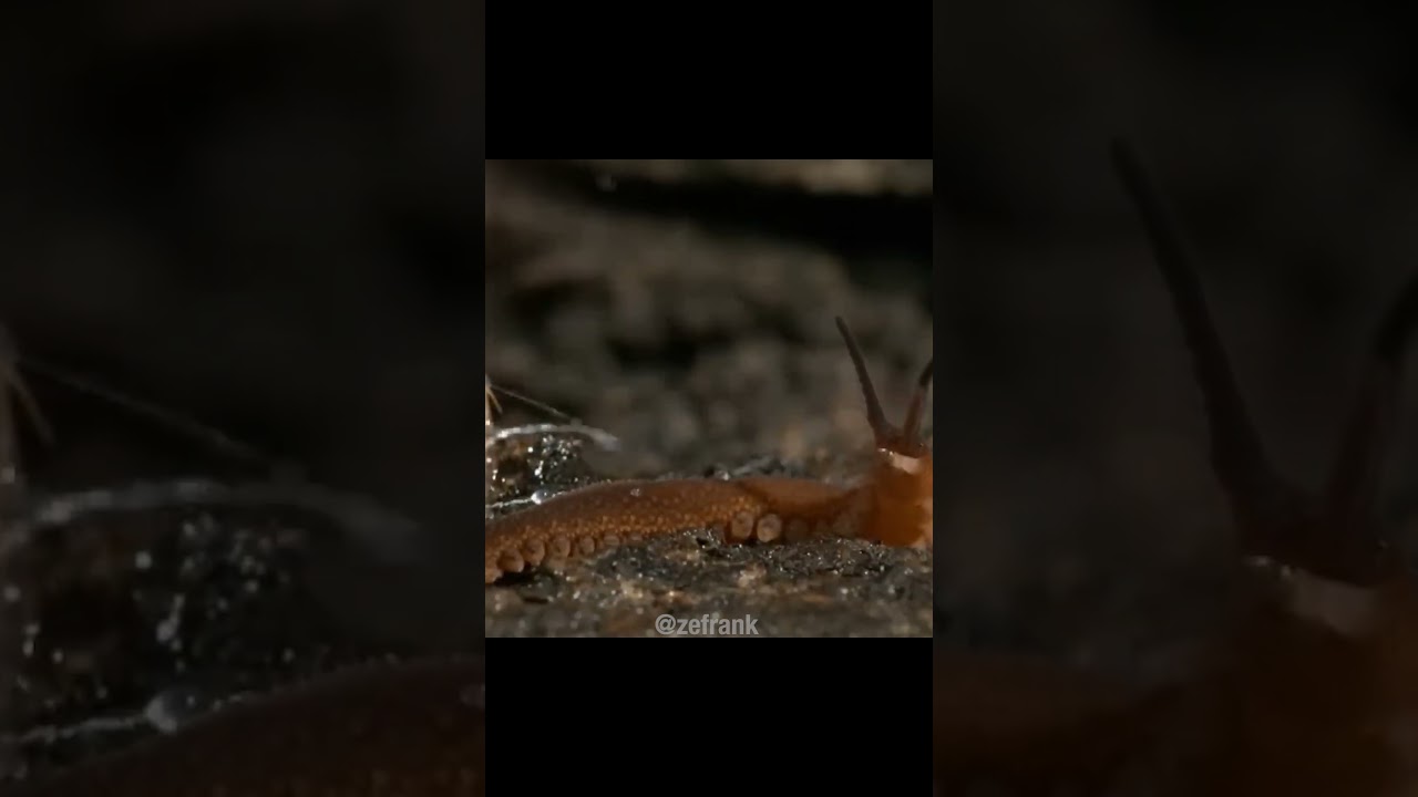 The Velvet Worm is Spider-Man