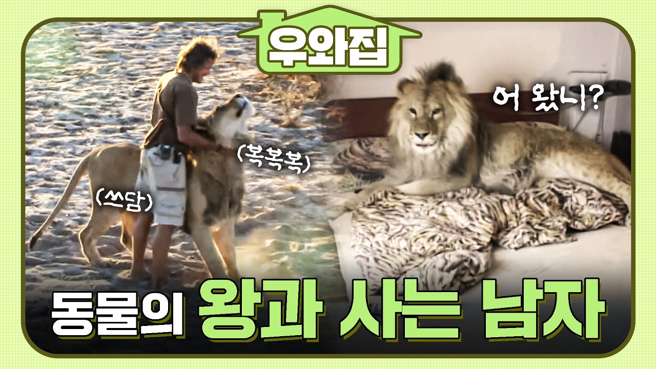 [🏠#우와집] (동물의) 왕과 사는 남자, 우리 집에 사는 대왕 고양이(?) 사자.zip  #TV동물농장 #동물 #우와한비디오 #우와비
